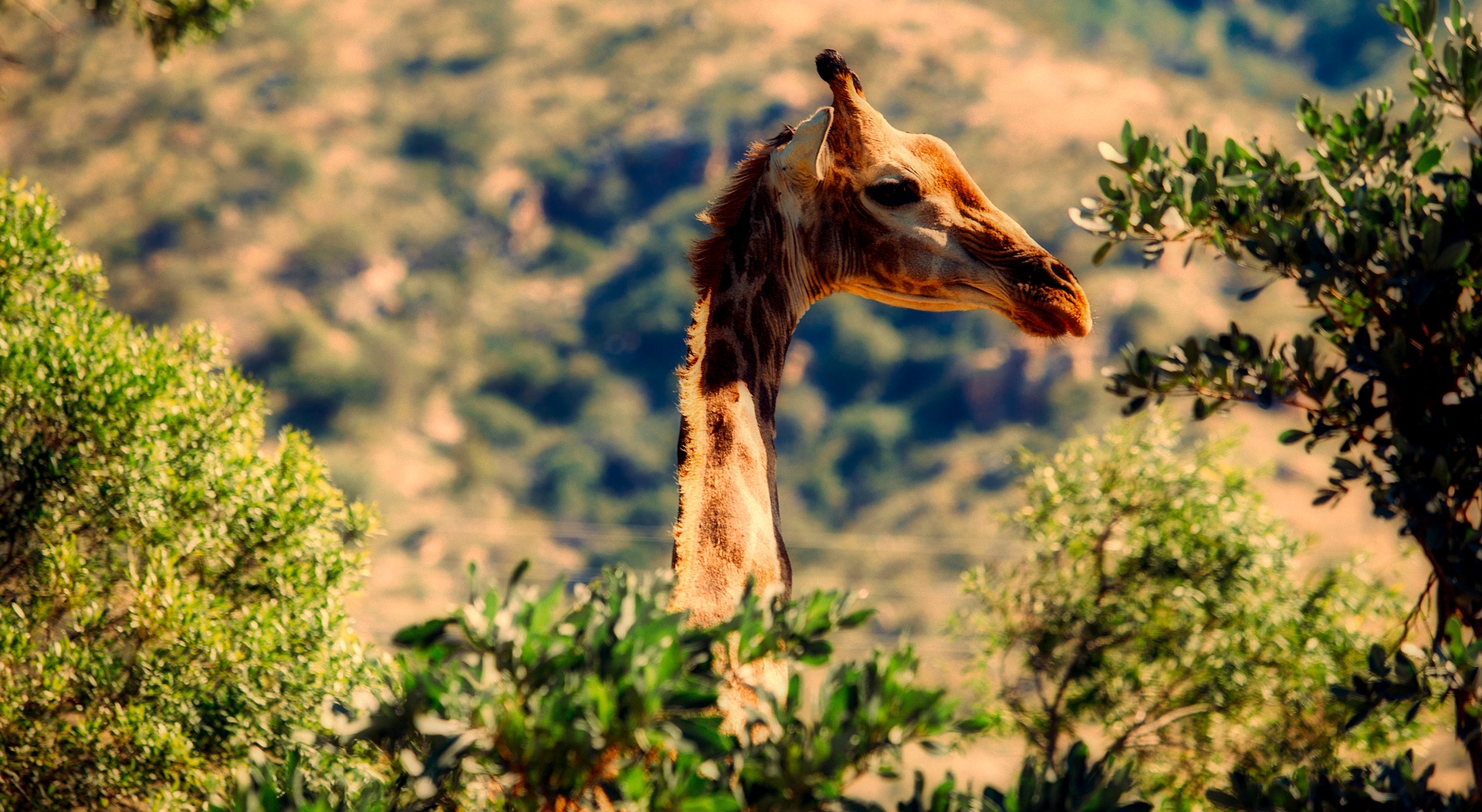 Game drives in Murchison Falls National Park