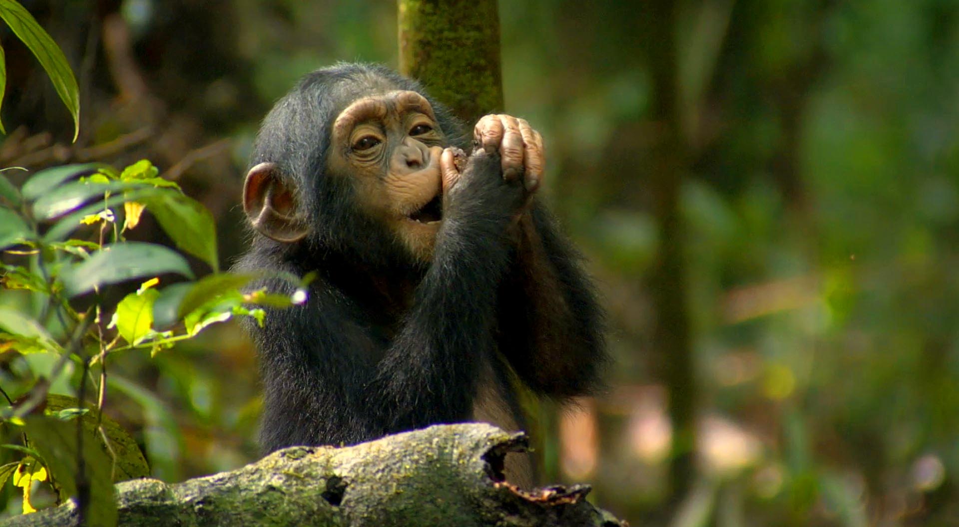 Uganda Chimpanzee Safaris