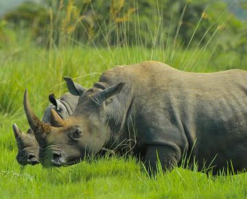 1 Day Ziwa Rhino Trekking Safari