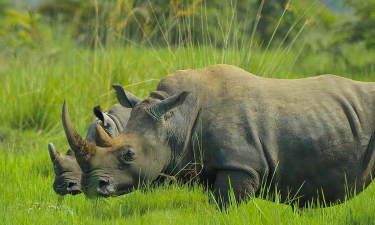 1 Day Ziwa Rhino Trekking Safari