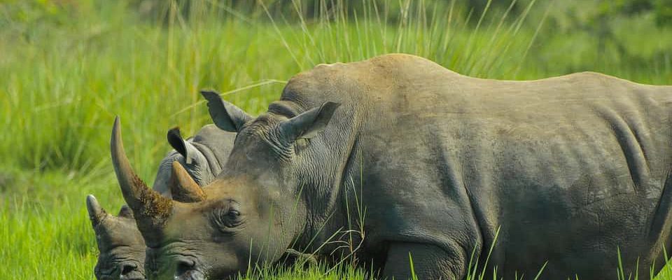 1 Day Ziwa Rhino Trekking Safari