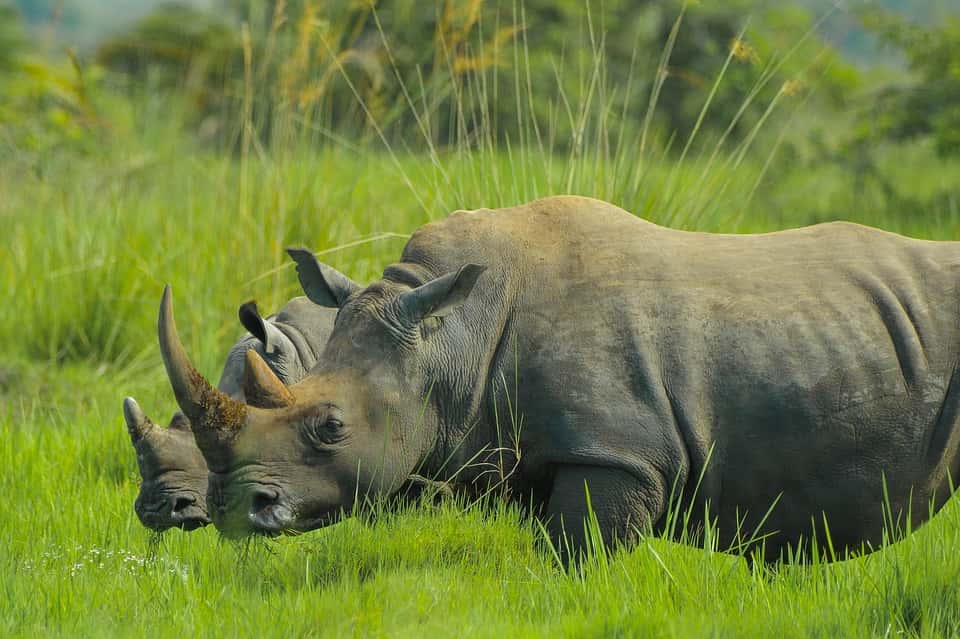 Uganda Wildlife safaris