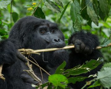 10 Days Gorilla Trekking & Wildebeest Migration