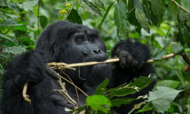 10 Days Gorilla Trekking & Wildebeest Migration