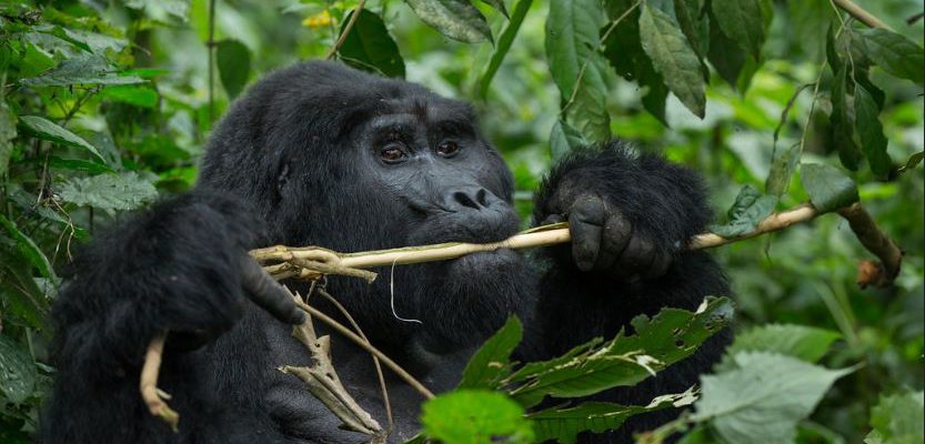 10 Days Gorilla Trekking & Wildebeest Migration