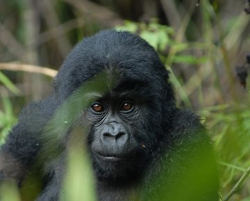 2 Days Mgahinga Gorilla Safari from Kigali