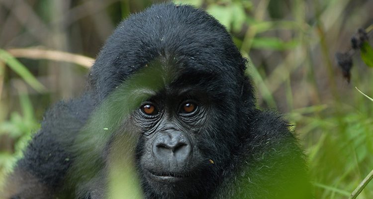 2 Days Mgahinga Gorilla Safari from Kigali