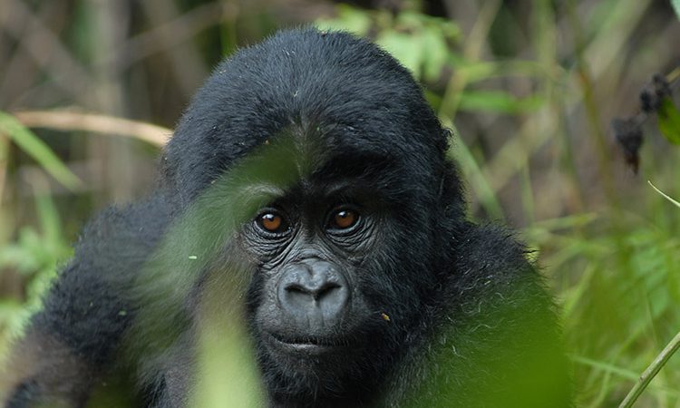 2 Days Mgahinga Gorilla Safari from Kigali