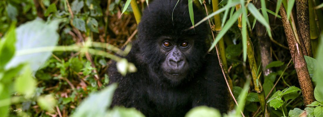 2 Days Congo Gorilla safari from Kigali