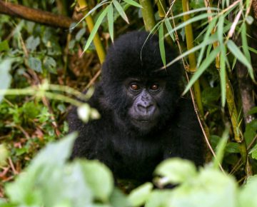 2 Days Congo Gorilla safari from Kigali