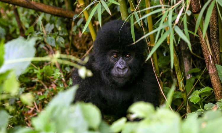 2 Days Congo Gorilla safari from Kigali