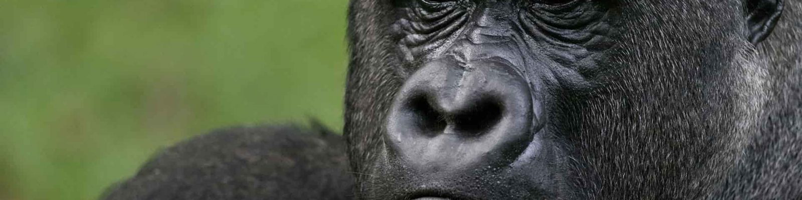 3 Days Kahuzi-Biega Gorilla Trekking Congo