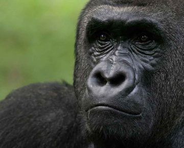 3 Days Kahuzi-Biega Gorilla Trekking Congo