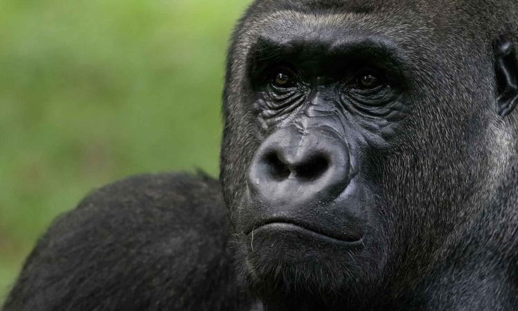 3 Days Kahuzi-Biega Gorilla Trekking Congo