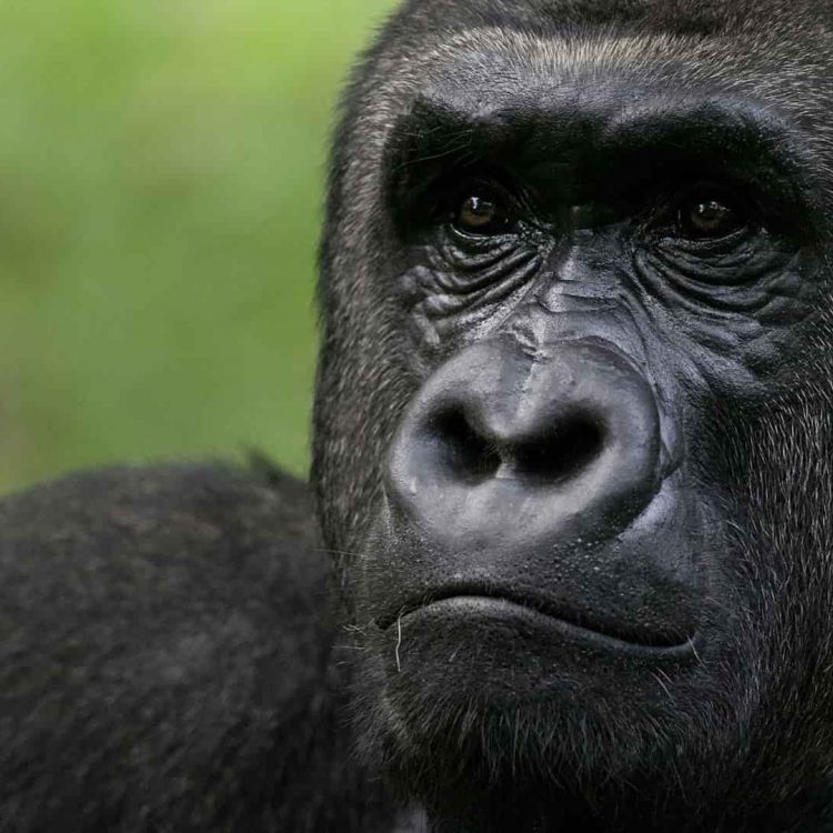3 Days Kahuzi-Biega Gorilla Trekking Congo