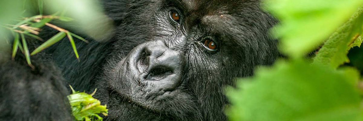 3 Days Kigali to Bwindi Gorilla Trekking