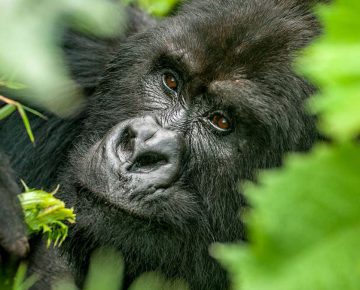 3 Days Kigali to Bwindi Gorilla Trekking