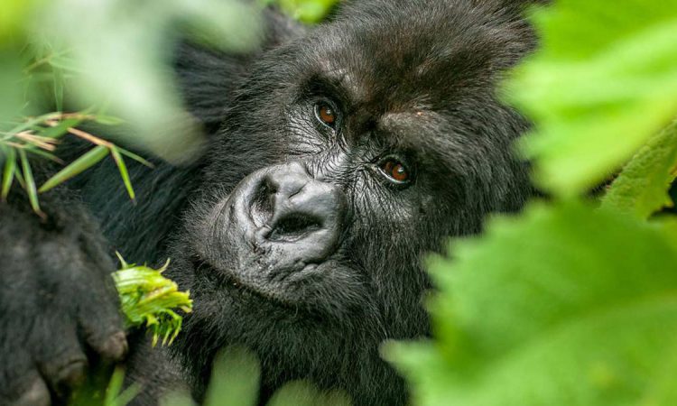 3 Days Kigali to Bwindi Gorilla Trekking