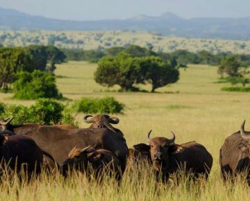3 Days Queen Elizabeth Wildlife Safari