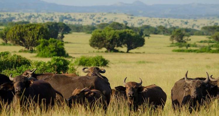 3 Days Queen Elizabeth Wildlife Safari