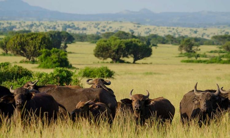 3 Days Queen Elizabeth Wildlife Safari
