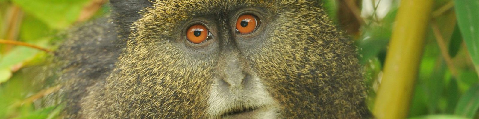 3 Days Rwanda Gorillas & Golden Monkeys Safari