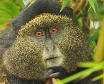 3 Days Rwanda Gorillas & Golden Monkeys Safari
