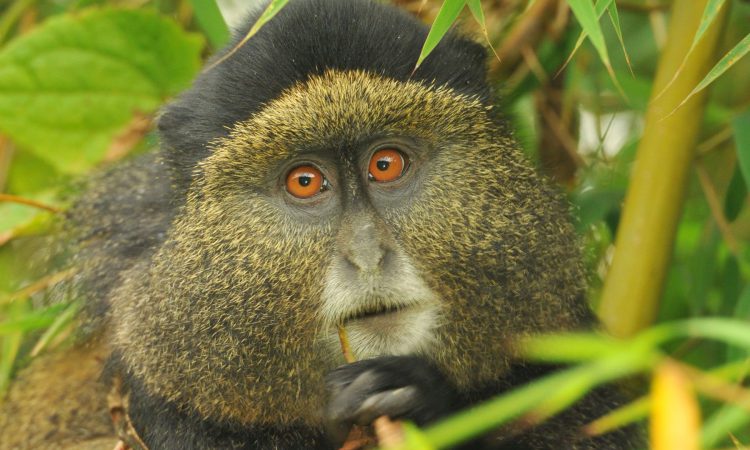 3 Days Rwanda Gorillas & Golden Monkeys Safari