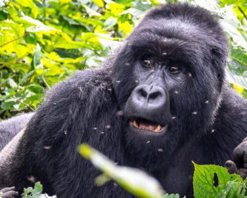 3 Days Virunga Gorilla Trekking Congo