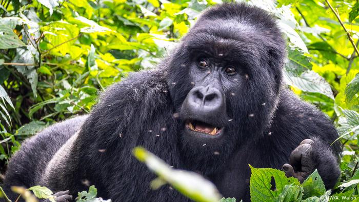 3 Days Virunga Gorilla Trekking Congo
