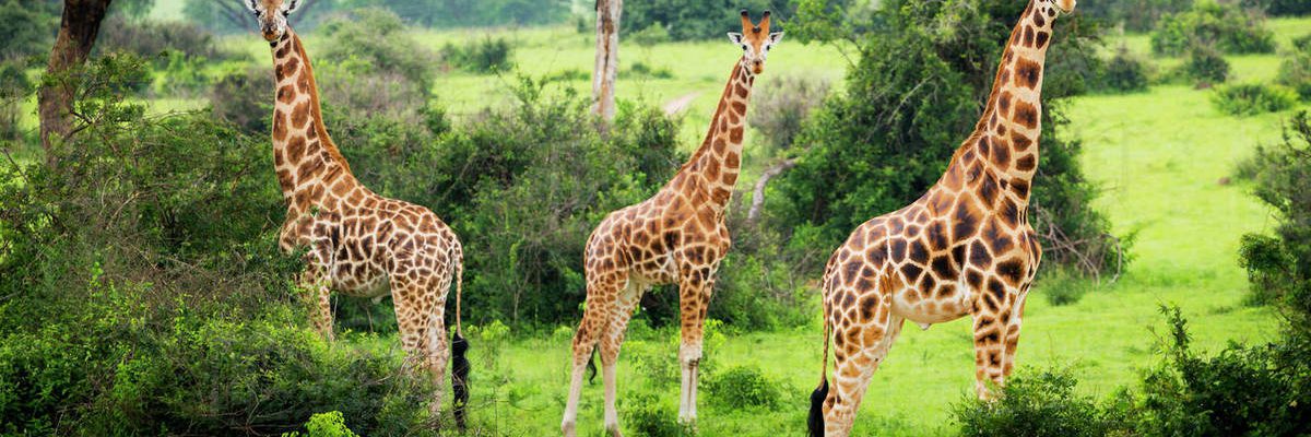 4 Days Bwindi Gorilla Trek & Lake Mburo from Kigali