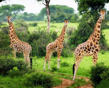 4 Days Bwindi Gorilla Trek & Lake Mburo from Kigali