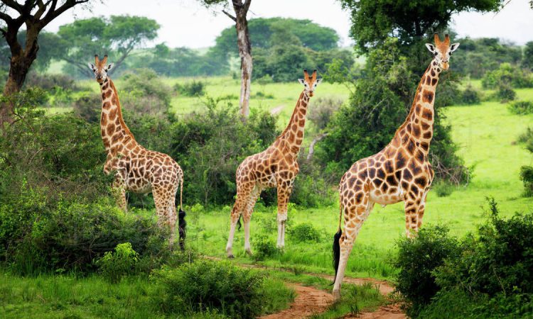 4 Days Bwindi Gorilla Trek & Lake Mburo from Kigali
