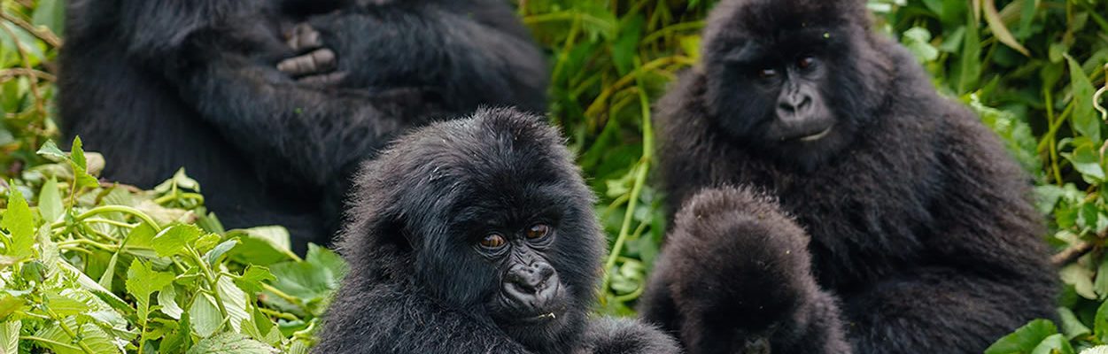 4 Days Bwindi Gorillas & Lake Bunyonyi from Kigali