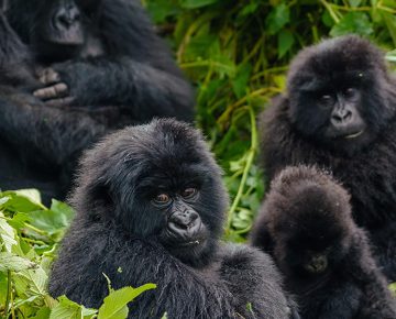 4 Days Bwindi Gorillas & Lake Bunyonyi from Kigali