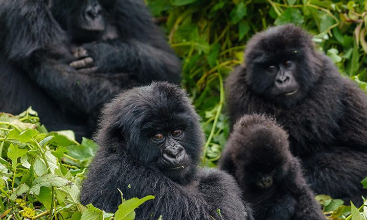 4 Days Bwindi Gorillas & Lake Bunyonyi from Kigali