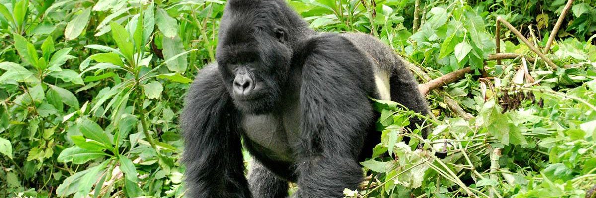 4 Days Double Gorilla Trekking Congo