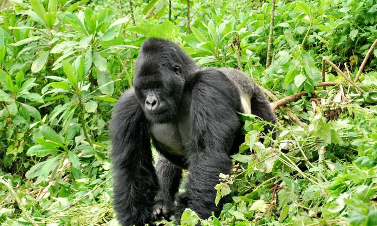 4 Days Double Gorilla Trekking Congo