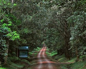 4 Days Murchison Falls Wildlife & Chimpanzee Safari