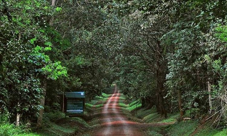 4 Days Murchison Falls Wildlife & Chimpanzee Safari