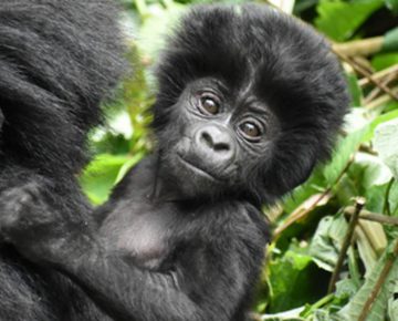 5 Days Bwindi Gorillas & Wildlife Safari from Kigali