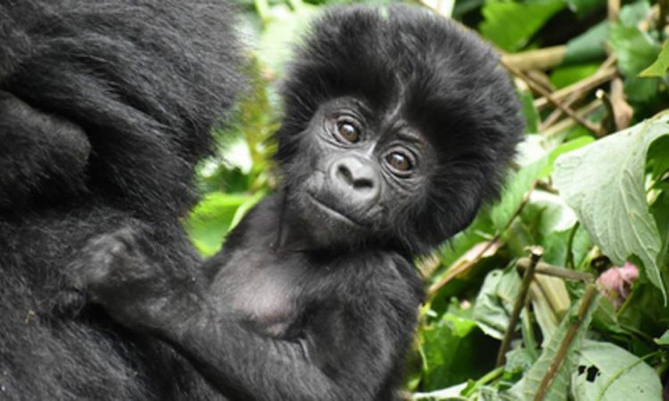 5 Days Bwindi Gorillas & Wildlife Safari from Kigali