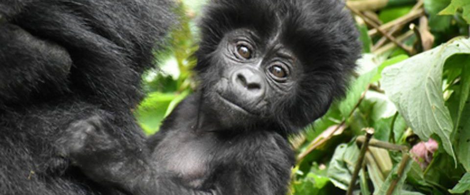 5 Days Bwindi Gorillas & Wildlife Safari from Kigali