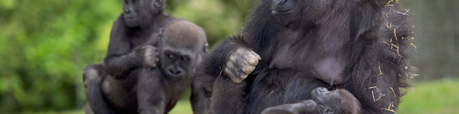 5 Days Lowland & Mountain Gorilla Trek