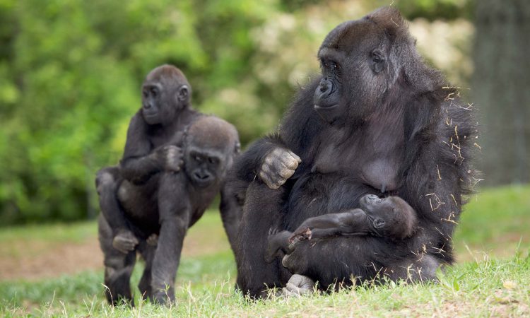 5 Days Lowland & Mountain Gorilla Trek