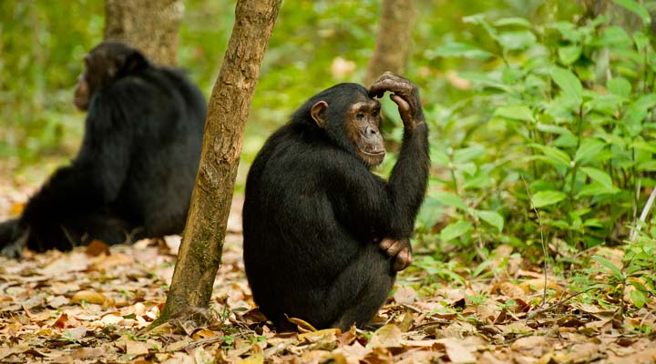 5 Days Uganda Chimpanzee & Wildlife Safari