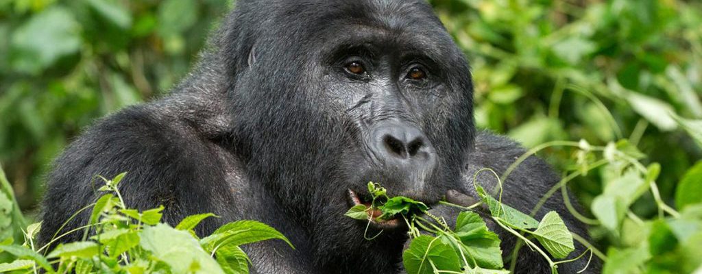 5 Days Virunga Gorillas & Nyiragongo Hike
