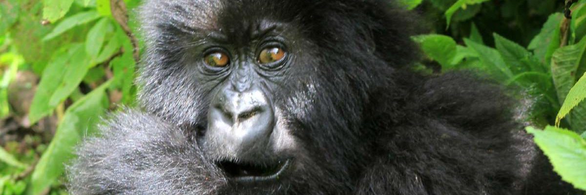 7 Days Bwindi Gorilla Trekking & Serengeti Wildlife Safari