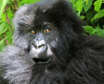 7 Days Bwindi Gorilla Trekking & Serengeti Wildlife Safari