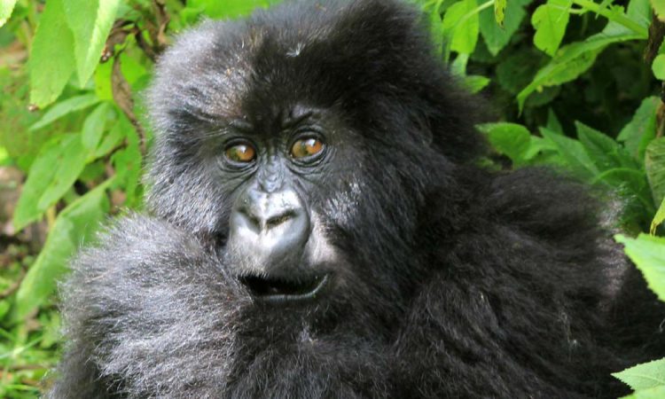 7 Days Bwindi Gorilla Trekking & Serengeti Wildlife Safari